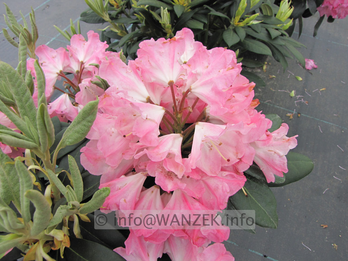 Rhododendron yakushimanum Arabella 03.JPG